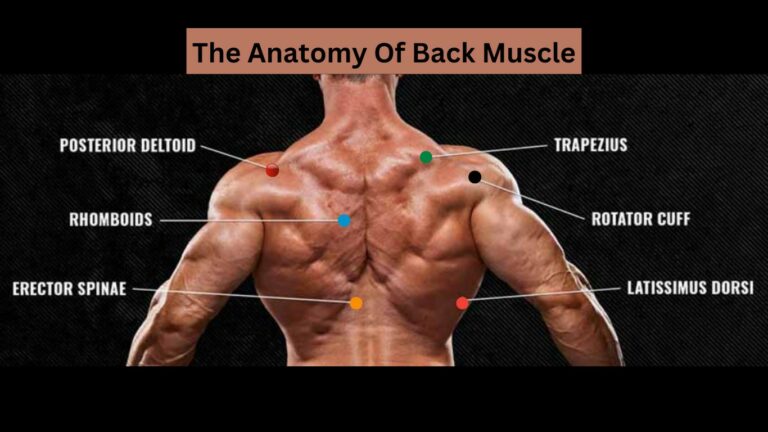 The Anatomy Of Back Muscle