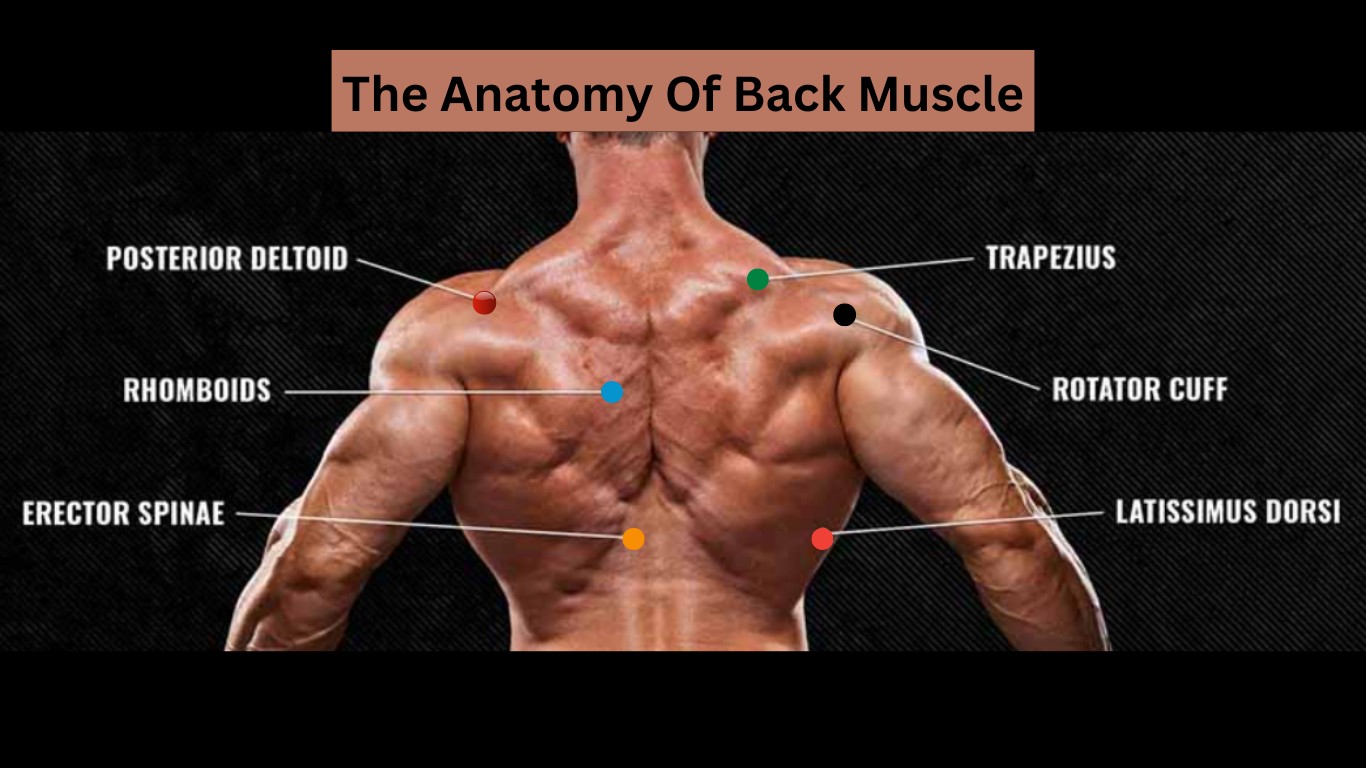 The Anatomy Of Back Muscle