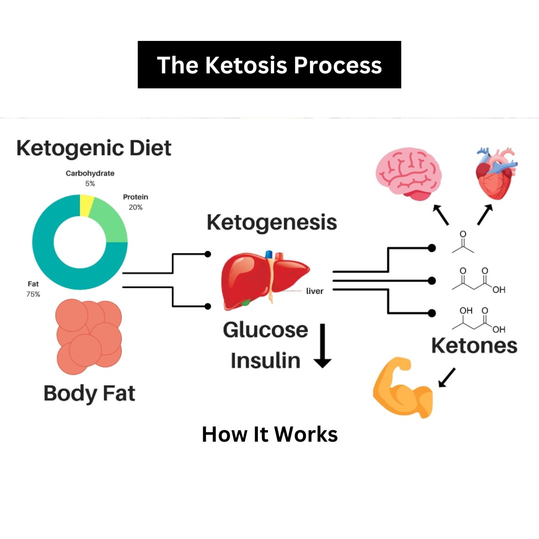 A diagram illustrating the process of ketosis, showing the body’s transition from using glucose to burning fat for energy.