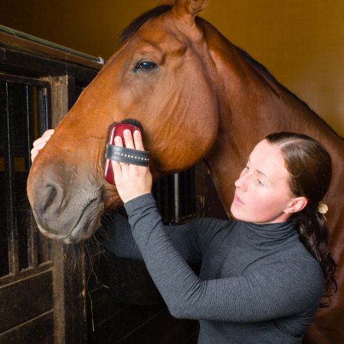 A close-up of a person grooming or feeding a horse, focusing on the hands and horse’s face, emphasizing the tactile, bonding experience.