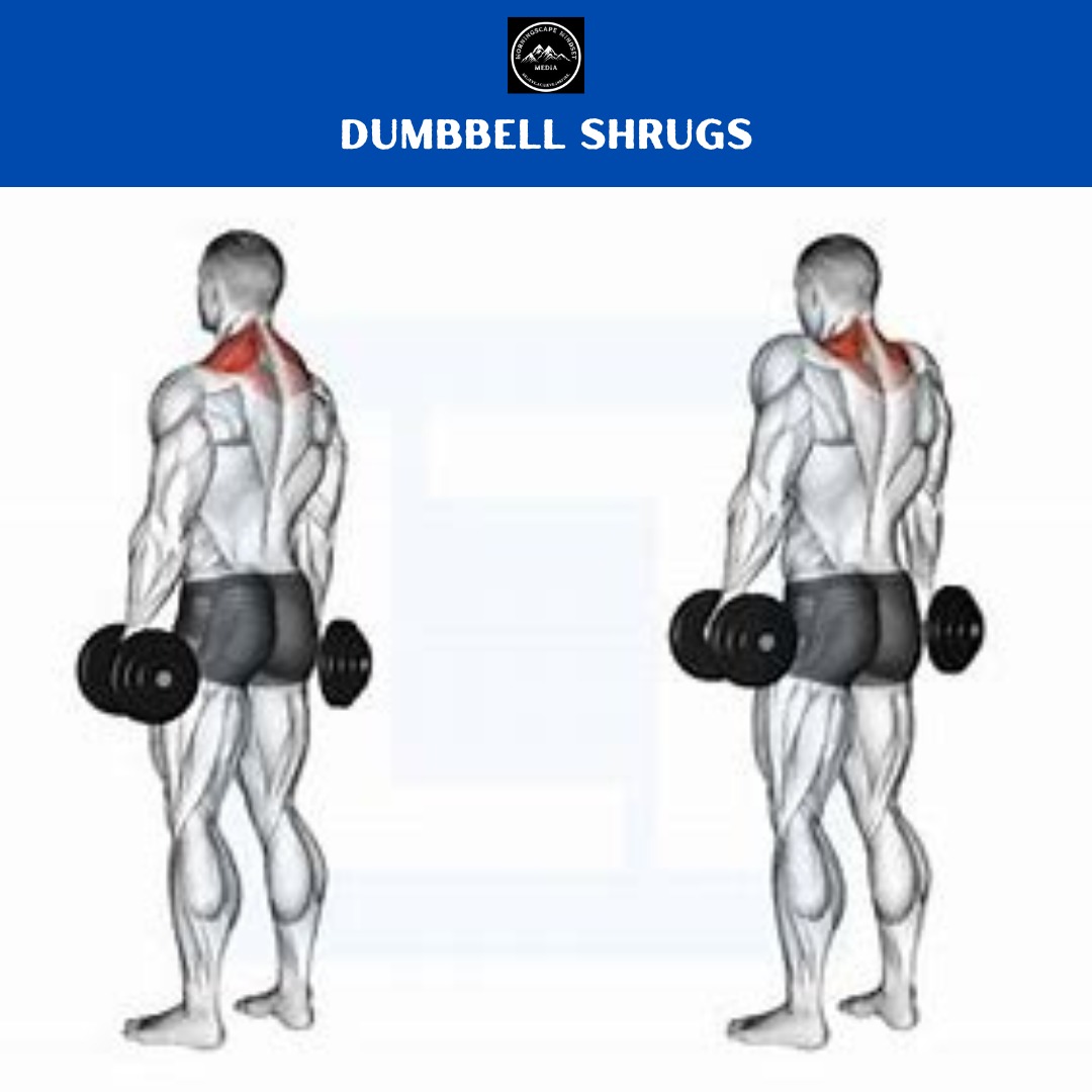 Dumbbell Shrugs A person performing an dumbell shrugs, highlighting shoulder strength and development.
