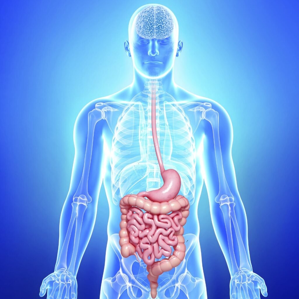 Illustration of the gut-brain axis showcasing the connection between gut health and mental health.