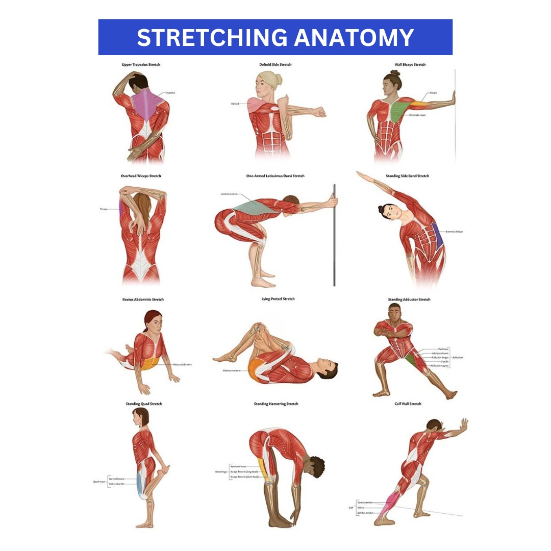 Diagram showing static, dynamic, and PNF stretching with explanations of each type.