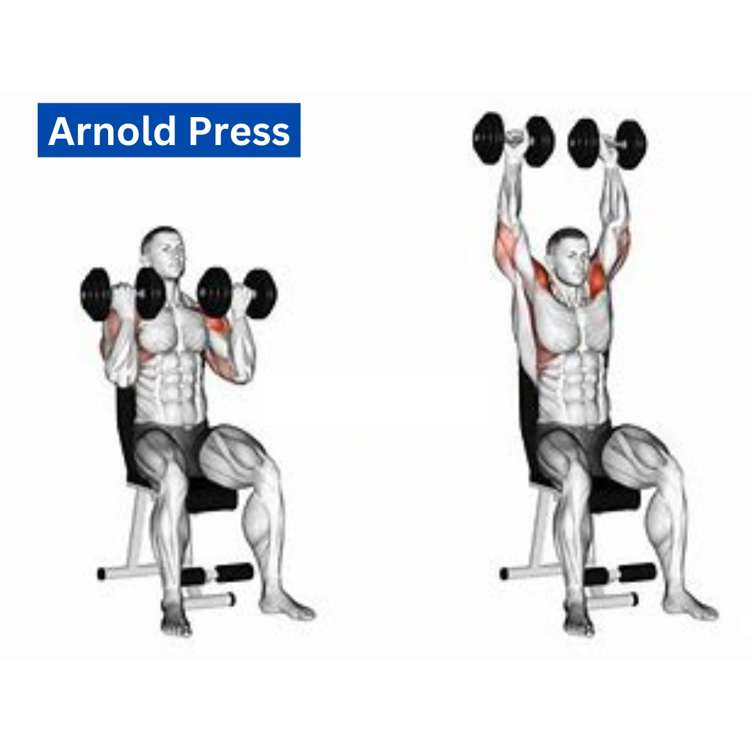 A seated Arnold press variation, showcasing rotation and overhead pressing to effectively train all three deltoid heads."